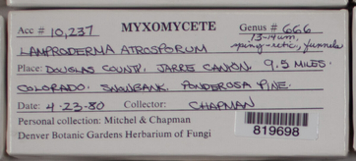 Lamproderma atrosporum image